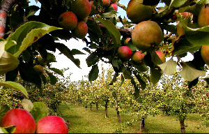 apples on tree
