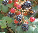 blackberries